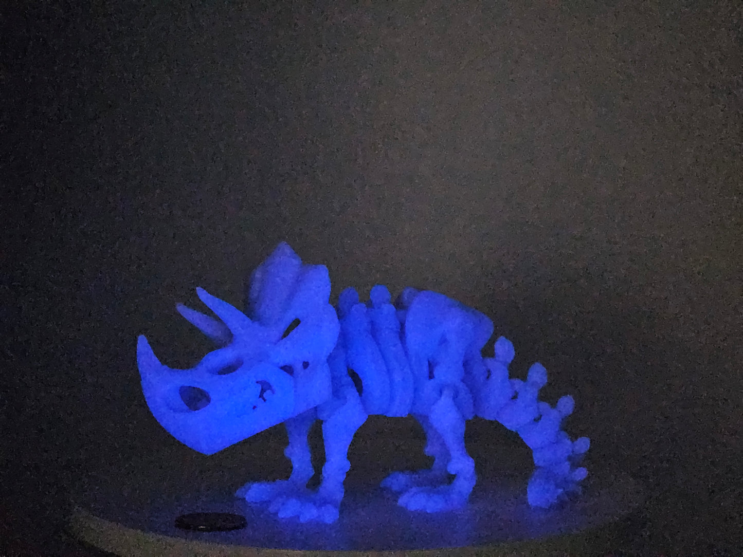 Skeleton Triceratops