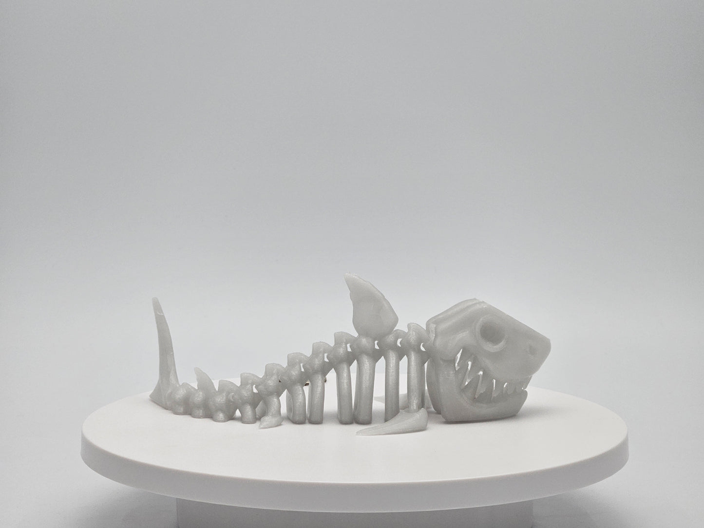 Skeleton Shark